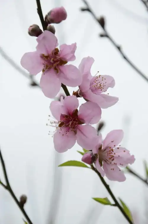 巨峰寺风景区一桃花艳春