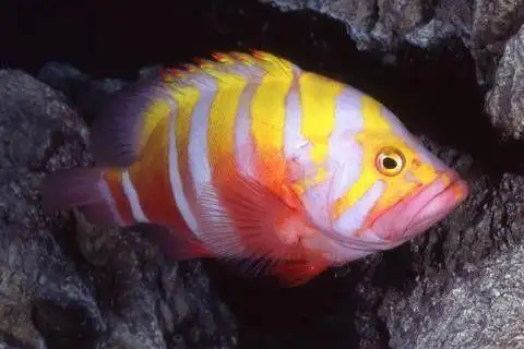 世界10大最昂贵的观赏鱼血红鱼价值超400万元2