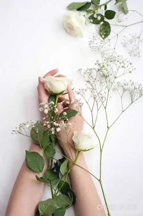 女性的手拿着白色背景上精致的白玫瑰