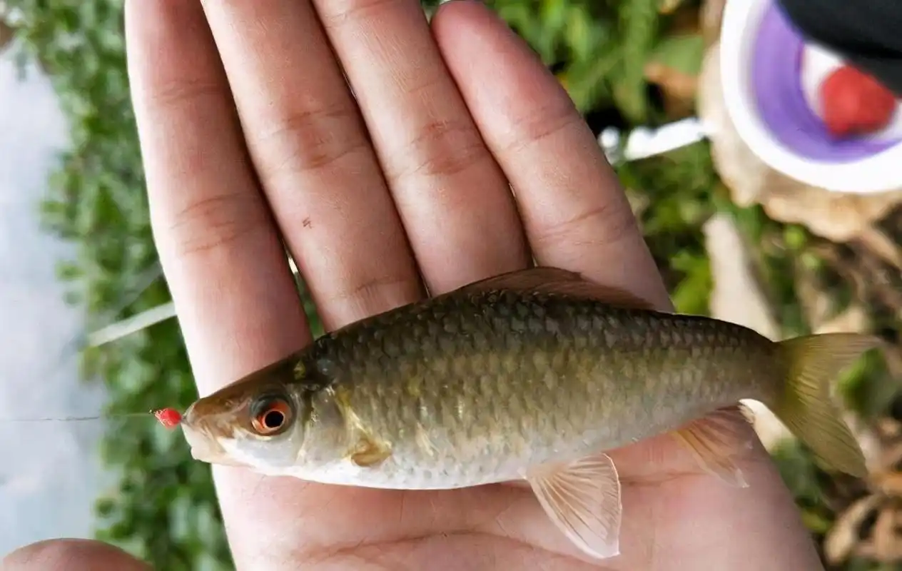 珍贵的溪水鱼种,对水质要求极高,离开水就死,卖200元一斤_手机搜狐网