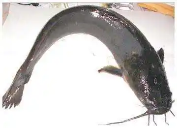 鲶鱼的种类,本地塘虱与埃及塘虱