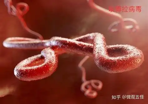 埃博拉病毒新冠肺炎病毒hiv br> br> (二维码自动识别)乙肝病毒流感