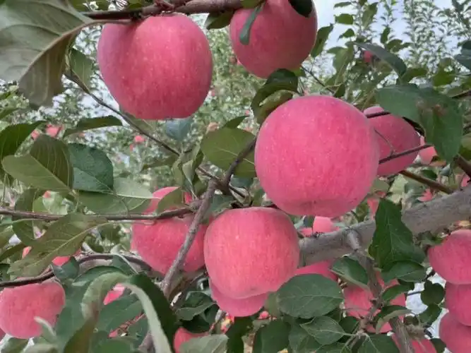 红富士苹果带你看看挂树的小可爱苹果