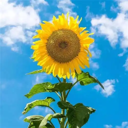 会带来好运微信头像图片 腾讯还推出了动态头像供qq会