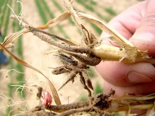 作物病虫害最新用药指南,找准时期用对药,看完能省不少钱