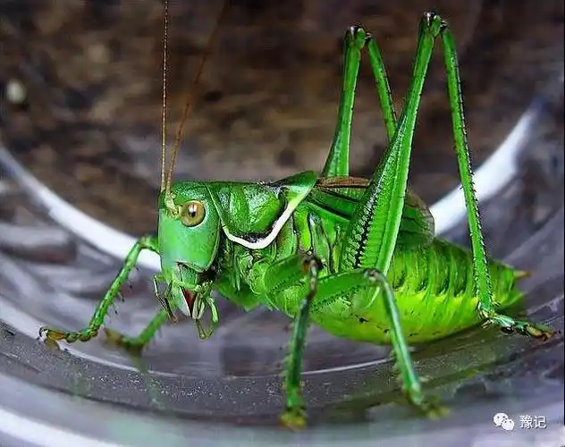 蚰子有的全身翠绿,有的呈灰褐色,公蚰子有发声的器官,能发出"唧唧唧"