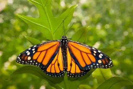 绿色帝王蝶飞图片