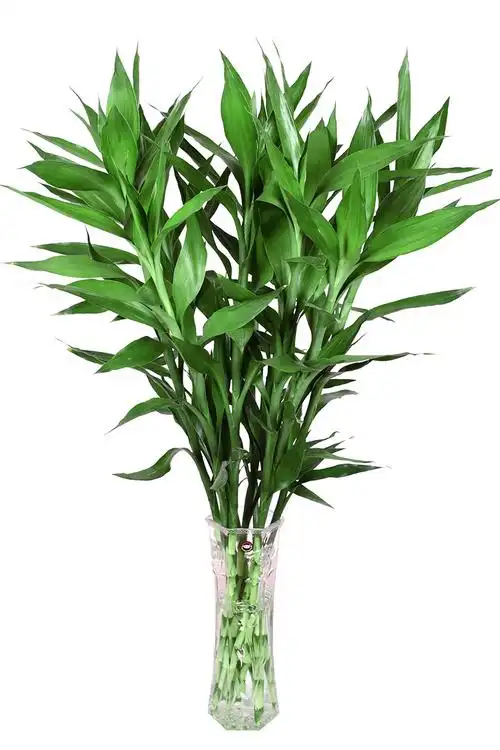 富贵富贵竹竹子花卉植物室内花水绿植盆栽好养绿植