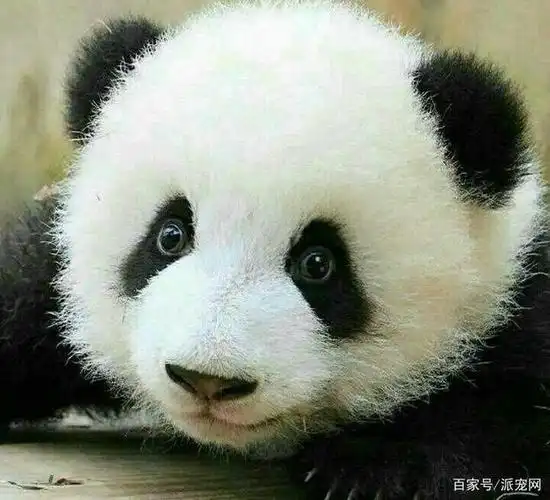 大熊猫的耳朵原来有这么多形状!你知道的大熊猫耳朵是哪一种呢?