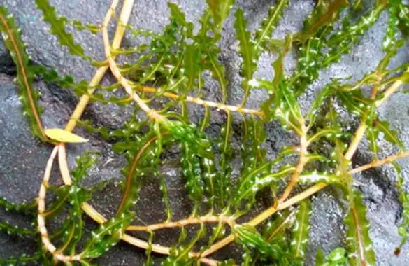 p>菹草(学名: i>potamogeton crispus /i> l.