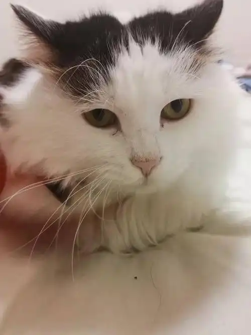 已领养北京长毛正八字花白中华田园猫