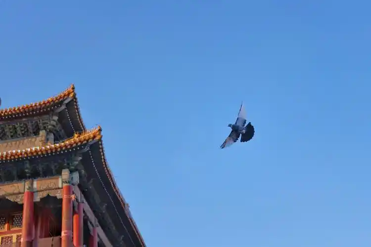 太庙2021年北京初雪