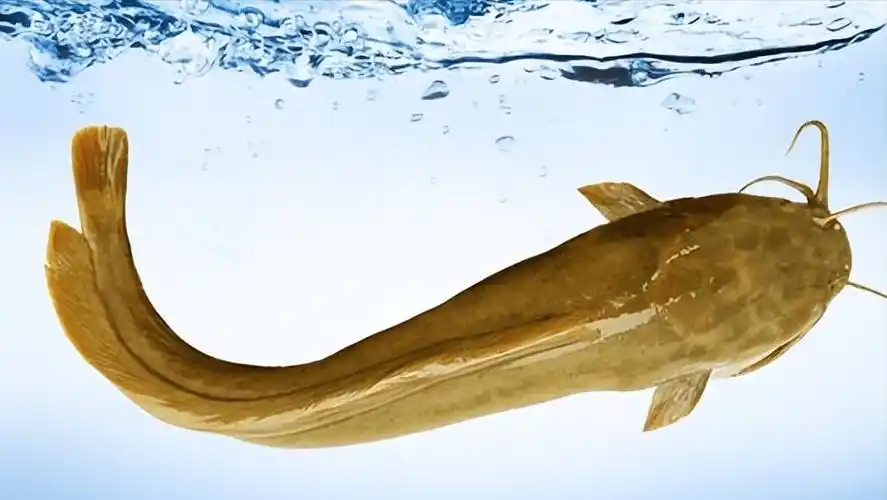 原生鱼第十一期:胡子鲶_水温_繁殖力_养殖