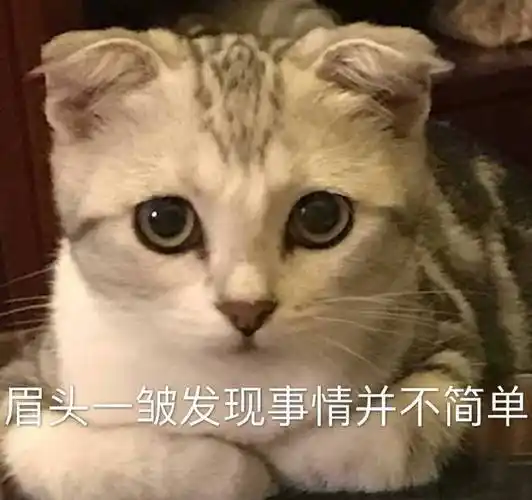 萌宠喵星人眉头一皱发现事情并不简单憨憨调皮gif动图_动态图_表情包