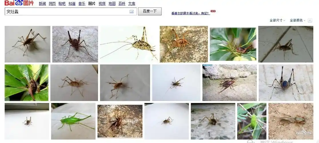 japonica)又称灶马,民间有称其为驼背蛐蛐,驼背蟋蟀,灶壁鸡,灶蟋,灶蟀