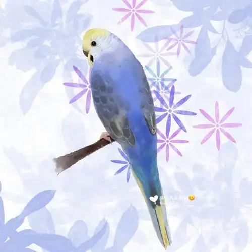 宠物约稿78客稿虎皮鹦鹉00