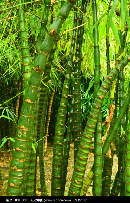 翠竹竹节风景图片