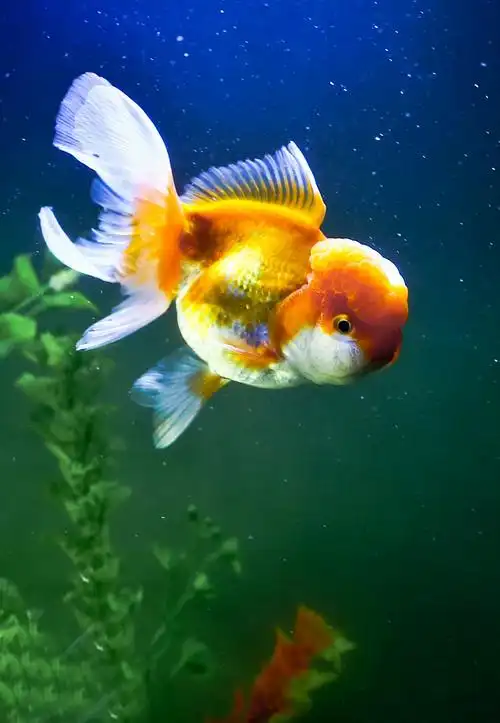 你见过有表情的金鱼吗?图片拍于2018年3月6日,拍摄者:【追影】