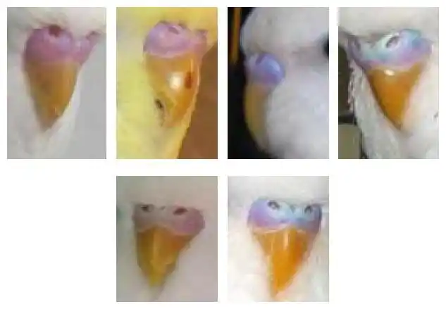 如何区分虎皮鹦鹉的性别