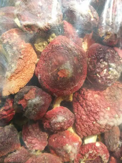 三明纯正野生红菇转让今年新货1200斤