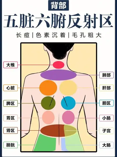 背上长痘毛孔粗大一张背部反射图给你答案