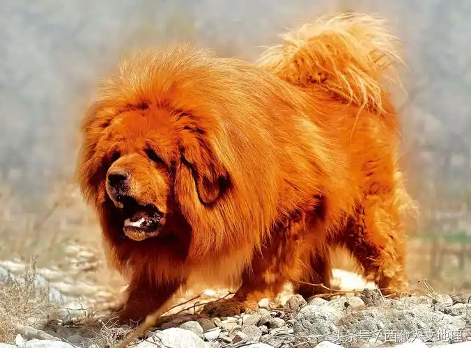 藏獒也温柔!这只藏獒喜欢与主人跳"交谊舞",极度可爱