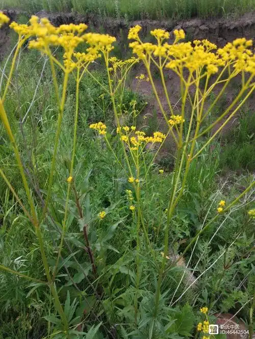 黄花败酱草形态与功能