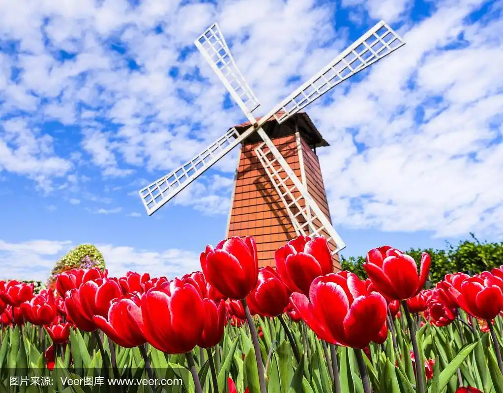 美丽的郁金香花和风车在花园里