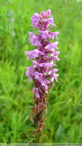 九天揽月 馆藏分类  手掌参:   牛心草: 牛心草是一种耐旱性药用植物