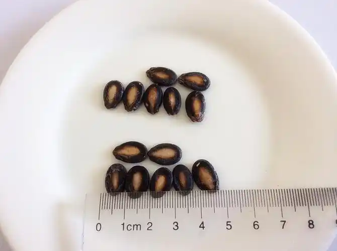 西瓜子西瓜籽籽瓜籽