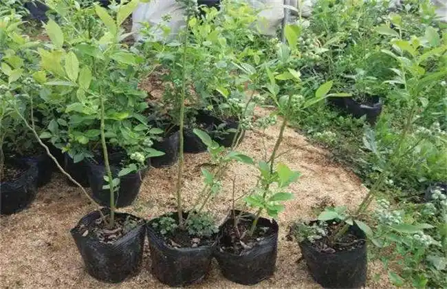 蓝莓引种注意事项 - 水果种植 - 黔农网