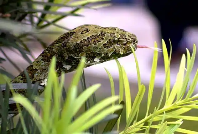 莽山烙铁头蛇.三,莽山物种资源丰富森林覆盖率达99.