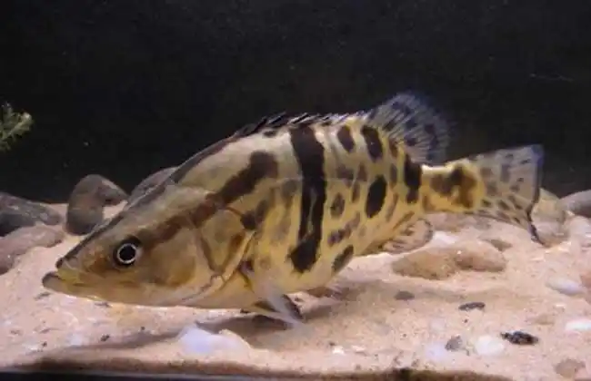 鳜鱼品种图片大全