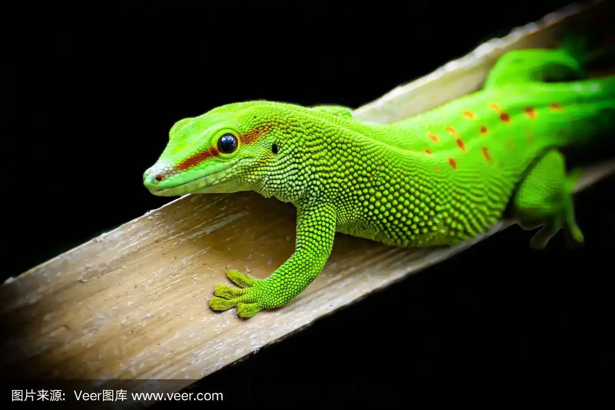 蜥蜴,绿色,特写,可爱的,背景分离