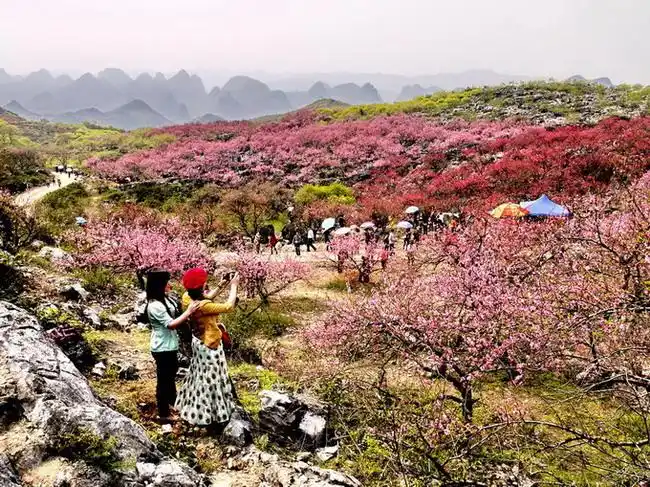 peach blossom festival-peach blossom festival