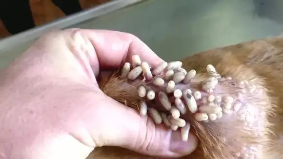 流浪狗身上长满了寄生虫,好心的兽医随手一捏,就蹦出来几十只!