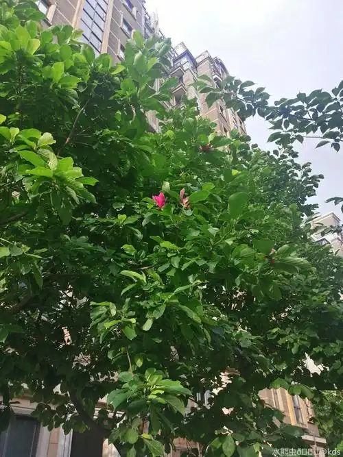 白玉兰夏天开花?