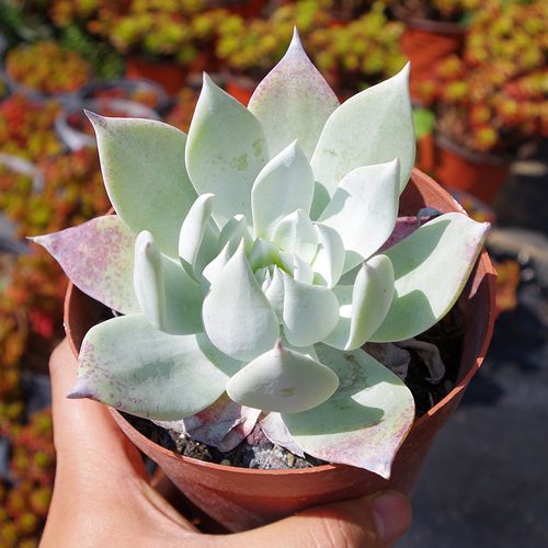 仙女杯雪山多肉植物白色大型阳台植物单头稀有多肉植物小贵货