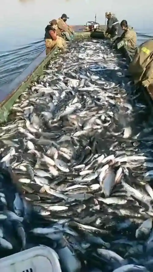 满满当当的一车鱼密集恐惧症都犯了