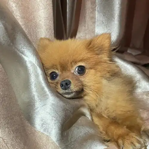 你家博美几斤啦