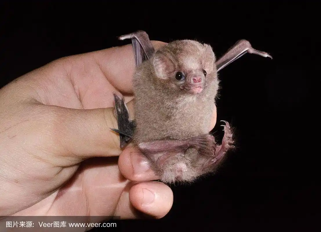 多毛腿吸血蝙蝠