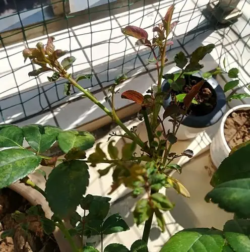 月季突然间发的芽都是卷曲的,甚至连花苞都不能正常绽放,是什么原因?