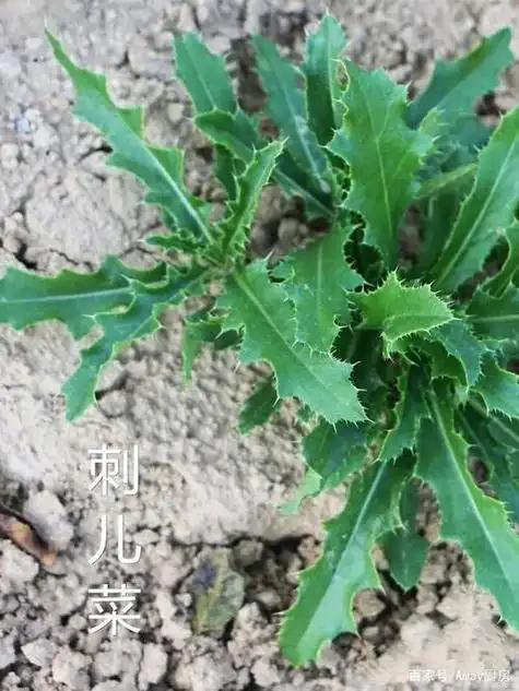 大刺菜图片功效作用