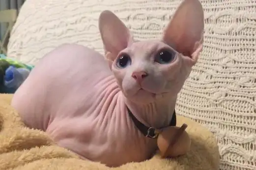 比鲁斯猫大概多钱一只