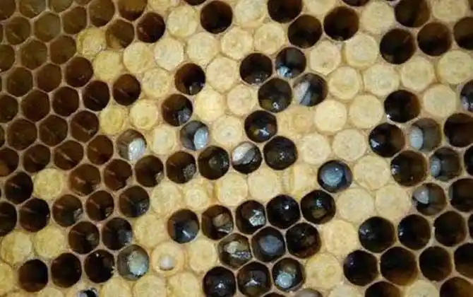 中蜂幼虫病用什么药治疗? - 蜂病防治 - 酷蜜蜂