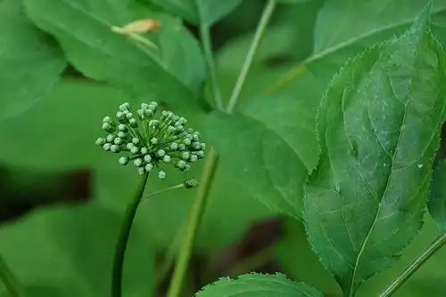 长白山野山参生态园