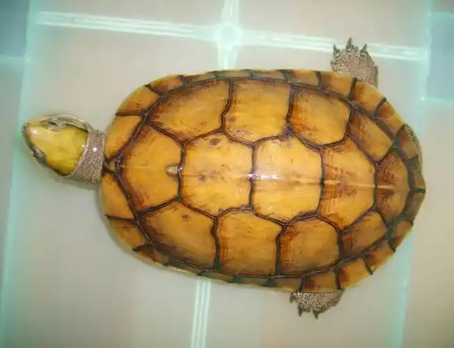 求金钱龟的图片