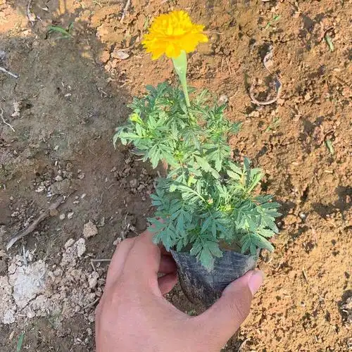 孔雀草花苗孔雀草花苗供应商河北孔雀草花苗