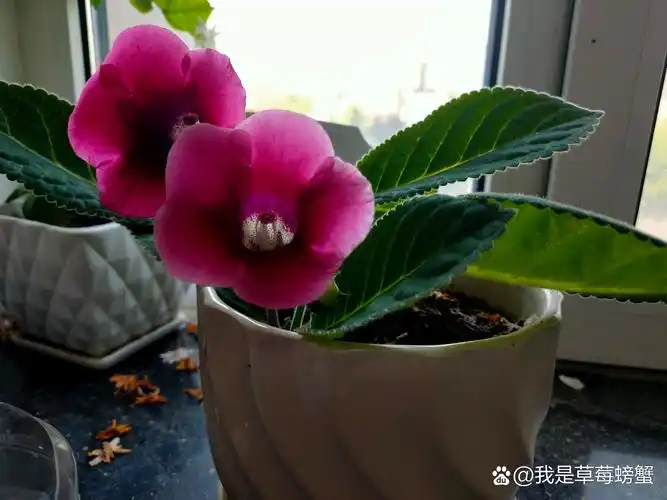 单位养的单瓣大岩桐,开了两朵花,就是有点栽歪,[嘻嘻]