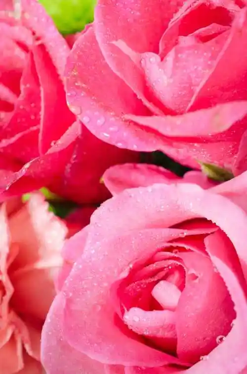 粉红玫瑰的背景